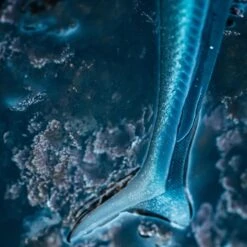 COMBO Leurres Souples Shad Lançon EELO 110 8gr AYU/BLEU -Pêche Soldes Boutique combo leurres souples shad lancon eelo 110 8gr ayubleu 2